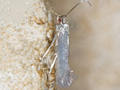 Tinagma ocnerostomella